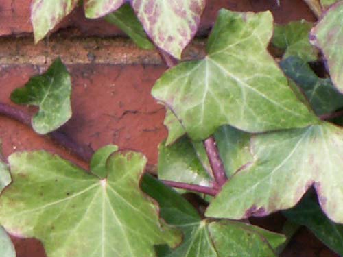 Close-up photo of ivy leaves against a brick wall taken with a Konica Minolta Dimage Z6 camera.