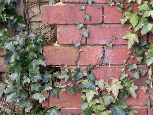 Brick wall with overgrown ivy taken with a Konica Minolta Dimage Z6 camera, showcasing image quality and color reproduction.Close-up photo of ivy leaves against a brick wall taken with a Konica Minolta Dimage Z6 camera.