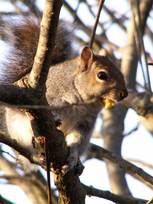 A close-up photo of a grey squirrel perched on a tree branch eating a piece of food, with a blurred background emphasizing the subject, demonstrating the zoom capabilities of the Konica Minolta Dimage Z6 camera.