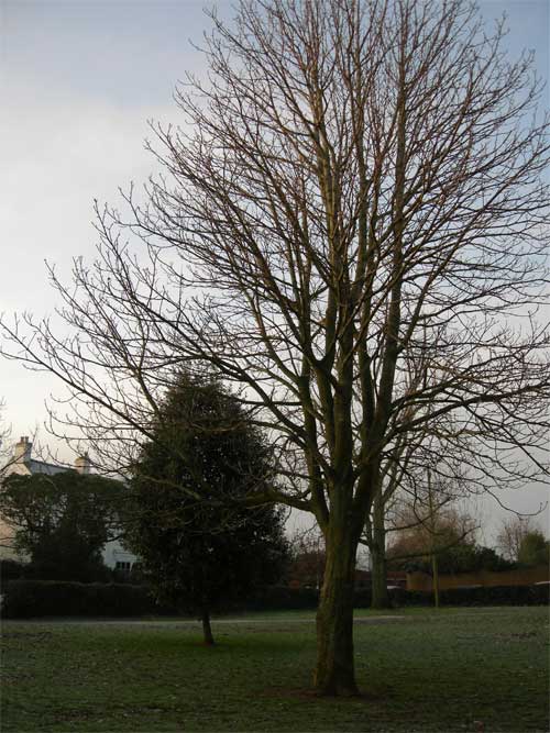 A photograph of a leafless tree in the foreground with a backdrop of a green field, a second, smaller tree, and a partly cloudy sky, possibly captured with a Nikon CoolPix P1 Wi-Fi Compact Camera.