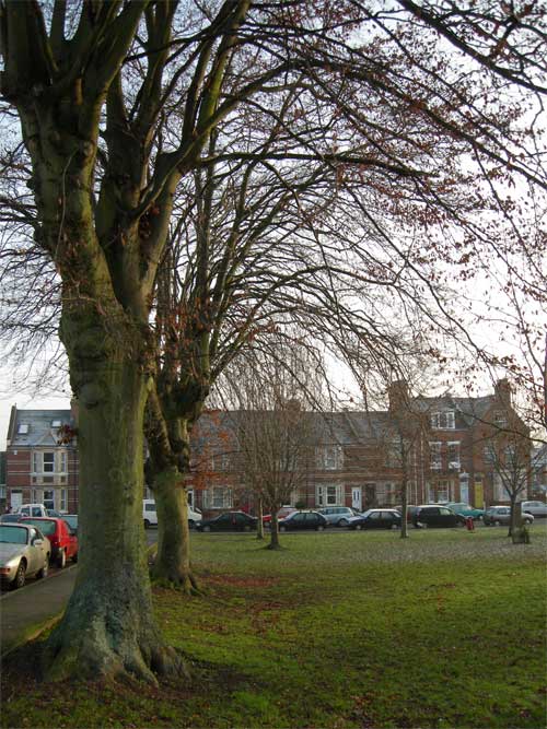 Photograph taken with Nikon CoolPix P1 Wi-Fi Compact Camera showcasing a tree in a park with a brick building in the background and cars parked along the street.