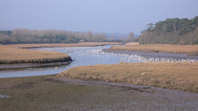 A scenic landscape photo taken with the Panasonic Lumix DMC-LX1 showcasing a tranquil river estuary with a flock of white birds, surrounded by dry grasslands and a forest in the background.