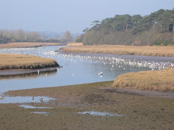 Photograph taken with Panasonic Lumix DMC-LX1 depicting a serene river landscape with numerous birds gathered at the water's edge, surrounded by trees and clear skies.