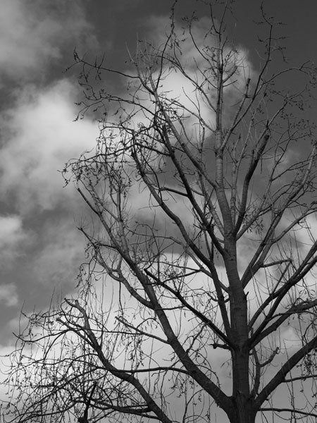 Black and white photograph of a bare tree with intricate branches against a cloudy sky, demonstrating the monochrome image quality of the Olympus E-500 Digital SLR camera.