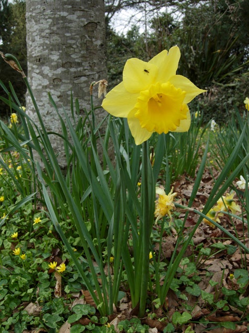 A vibrant yellow daffodil in full bloom, with a blurred background featuring a tree trunk and other greenery, captured with the Nikon Coolpix P4 camera.