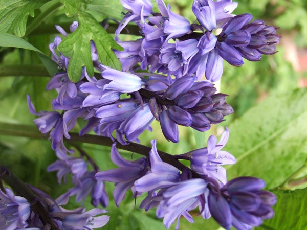 Close-up photo of vibrant blue-violet flowers with soft-focus green leaves in the background, demonstrating the macro photography capabilities of the Fujifilm Finepix F11 camera.