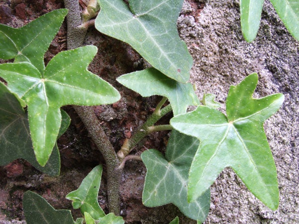 Close-up image of green ivy leaves against a textured brick wall, demonstrating the detailed image quality of the Fujifilm Finepix F11 camera.