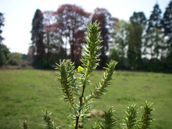 A close-up photo of a green plant with a soft-focus background of a park showing trees, one with red foliage, under a clear sky, taken with a Kodak EasyShare V610 camera.