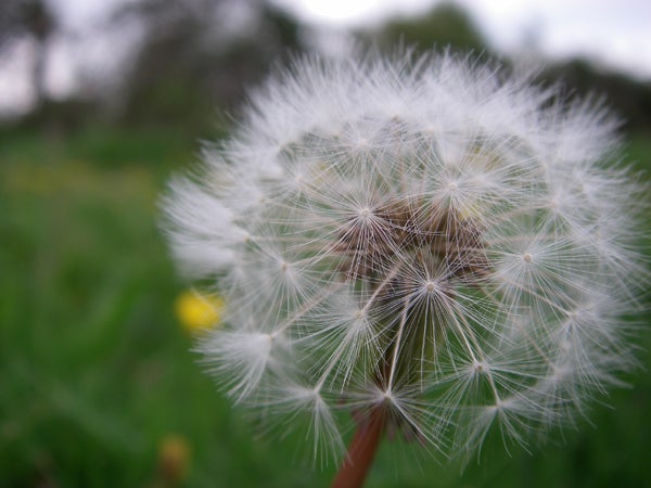 Close-up photo of a dandelion seed head with a blurred green background, showcasing the macro photography capability of the Pentax Optio W10.