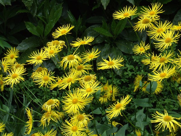 A close-up photograph of vibrant yellow flowers with long, spindly petals against a backdrop of dark green leaves, demonstrating the macro imaging capability of the Fujifilm FinePix S5600 digital camera.