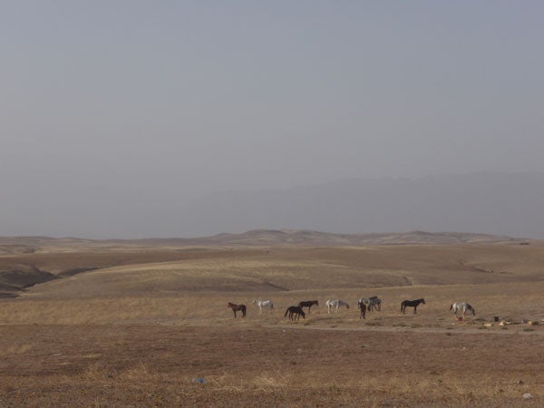 A herd of horses grazing on a barren landscape with rolling hills in the background, captured in subdued lighting conditions which may be indicative of the image quality of the Olympus µ 720SW Rugged Digital Camera.