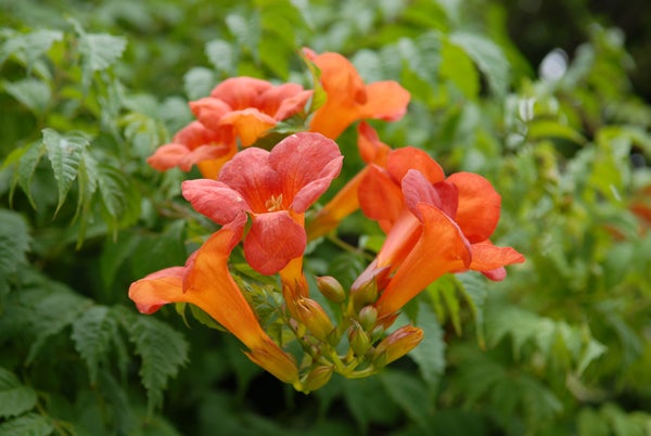 Vibrant orange and red trumpet-shaped flowers with a soft focus green leafy background, likely demonstrating the color reproduction and depth-of-field capabilities of the Nikon D200 Digital SLR camera.