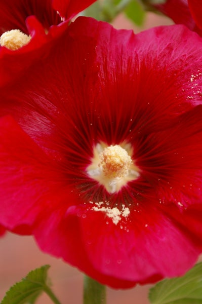 Close-up photo of a vibrant red hibiscus flower with a visible yellow stigma and pollen, showcasing the Pentax *ist DL2 Digital SLR's macro photography capabilities.