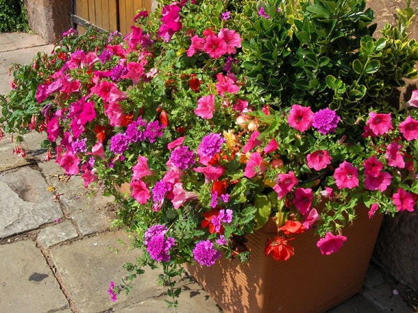 A vibrant display of pink and fuchsia petunia flowers in full bloom in a terracotta pot, photographed in bright sunlight, showcasing the color reproduction quality of the Sanyo Xacti VPC-HD1 camera.