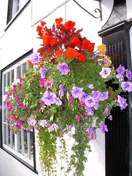 Bright and colorful hanging flower basket outside a white building, featuring a mix of red, purple, and pink blooms with green foliage, demonstrating the color reproduction and clarity of an image taken with a Nikon Coolpix L4 camera.