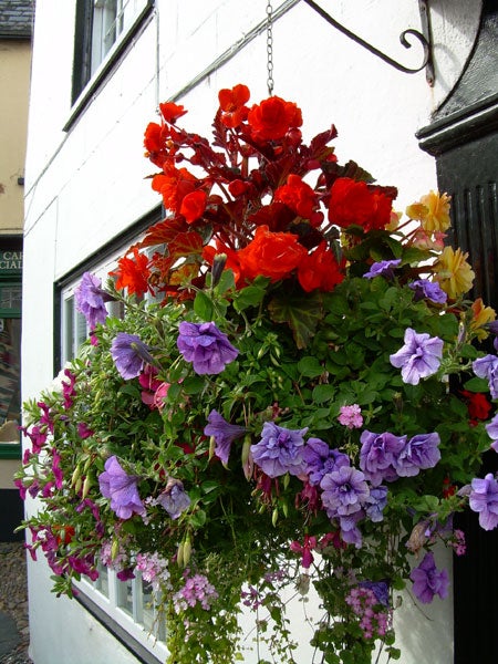 A vibrant hanging flower basket featuring a mix of red, purple, and yellow flowers set against a white building facade.