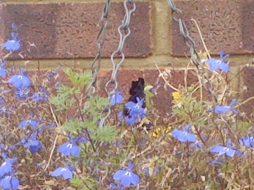 Blue flowers in focus with chains and a brick wall in the background, alluding to an outdoor setting.
