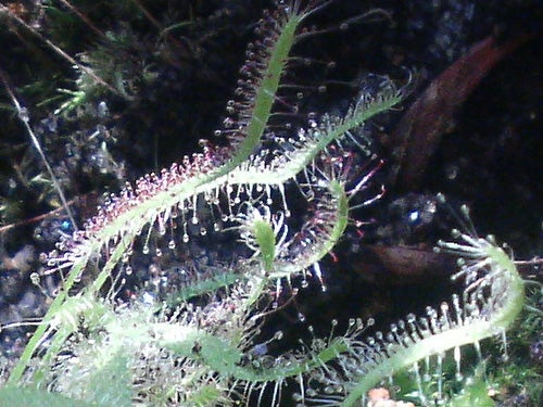 Close-up of a sundew plant (Droseraceae) with sticky, glandular tentacles glistening, possibly indicating the image was taken in a macro photography mode showcasing the camera's detailed capture ability.