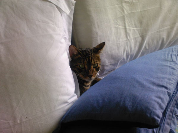 Tabby cat peeking out from between white pillows and a blue blanket on a bed.