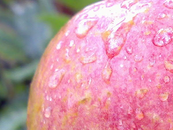 Close-up image of a red apple with water droplets on its surface, showcasing the camera quality of the Nokia N73.