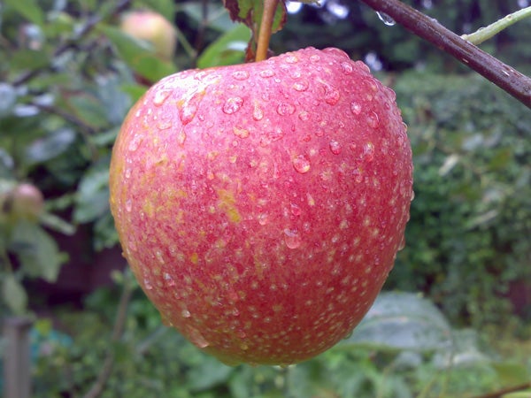 Close-up photo of a red apple with water droplets on its surface, taken with a Nokia N73 camera.