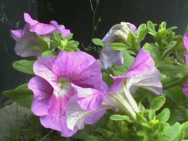 The image depicts vibrant pink-purple petunias with green foliage. There is no O2 Ice mobile phone or any related product review or performance graph visible in the picture.