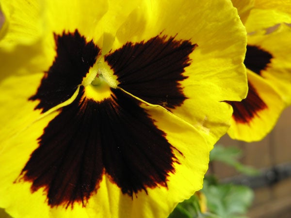 Close-up photo of a vibrant yellow pansy with a deep maroon center, highlighting the color accuracy and macro capabilities of the Canon PowerShot A710 IS camera.