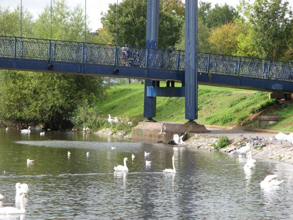 Photograph taken with a Canon PowerShot A710 IS showing a tranquil scene of swans on a river with a pedestrian bridge in the background.