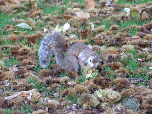 A squirrel foraging on a grassy area covered with autumn leaves and spiky sweetgum tree seed pods, demonstrating the image clarity and color accuracy of the Fujifilm FinePix S6500fd camera.