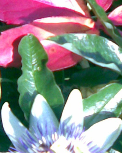 Photograph of colorful flowers with a focus on a white and purple bloom, possibly taken to demonstrate the camera quality of the Nokia 6131 mobile phone.