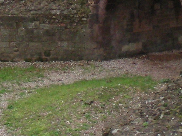 Blurry image of a green grassy area with rocky ground in front of a stone wall, possibly taken with a low shutter speed or out of focus.