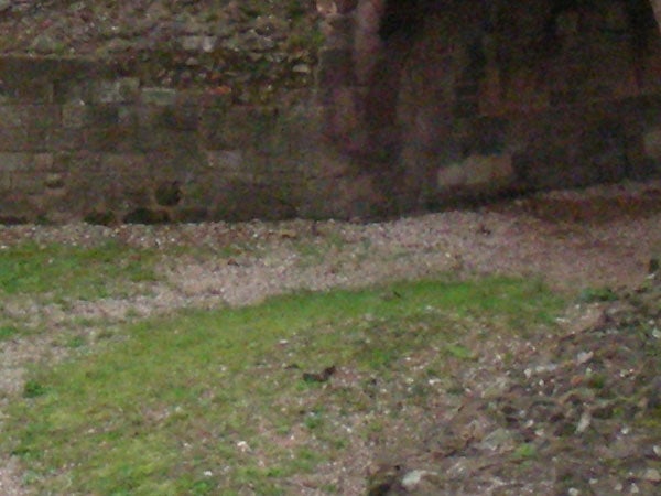 A blurred image of a grassy area with a stone wall in the background, displaying the potential issue of unstable shutter speed or focus challenge with the Nikon Coolpix S10 camera.