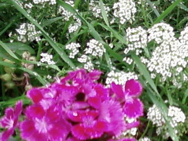 Blurred image of purple flowers in focus with white flowers in the background.