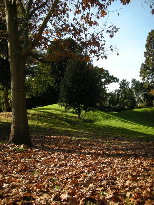 A photograph taken with a Nikon Coolpix S7c showcasing a park in autumn with a carpet of fallen leaves in the foreground, a solitary tree lit by sunlight in the middle distance, and various trees casting shadows on an undulating grassy landscape under a clear sky.