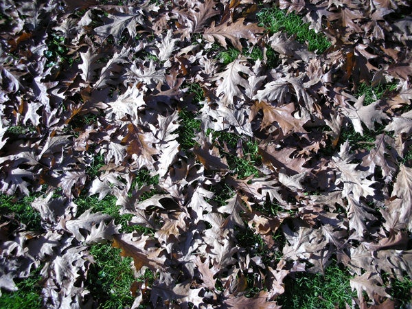 Close-up photo showing a bed of dried brown leaves scattered on green grass, possibly taken with a Nikon Coolpix S7c camera showcasing its color detail and texture capture.