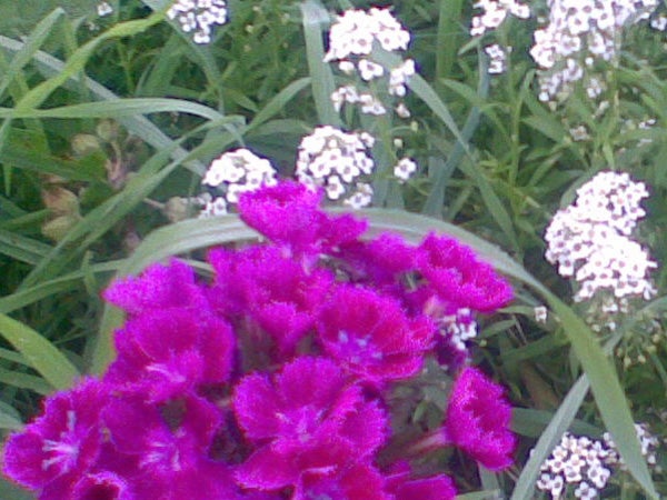 Close-up of vibrant pink and white flowers with green foliage, possibly captured with a low-resolution camera like that of a Nokia 5500 Sport.