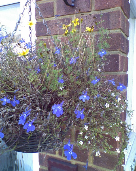 Hanging flower basket attached to a brick wall with a variety of flowers including blue lobelias and yellow blossoms displaying early signs of withering.The image appears to be unrelated to the HTC S310 Windows Mobile Smartphone. It shows a tabby cat sitting in a garden or outdoor area with greenery and foliage around. The cat has striped fur and is looking towards the camera.The image provided does not correspond to a product review about the HTC S310 Windows Mobile Smartphone, a performance graph, or is taken from the product's perspective. Instead, the image shows a variety of flowers, including a prominent cluster of bright pink blooms and smaller clusters of white flowers, among a bed of green foliage.