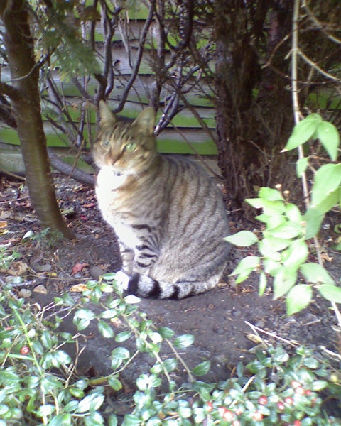 The image appears to be unrelated to the HTC S310 Windows Mobile Smartphone. It shows a tabby cat sitting in a garden or outdoor area with greenery and foliage around. The cat has striped fur and is looking towards the camera.