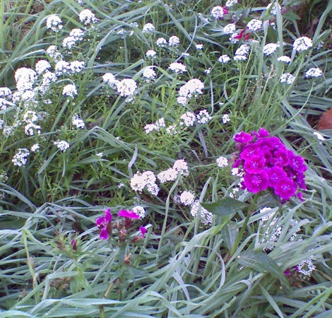 Photo taken with an HTC S310 Windows Mobile Smartphone, displaying a variety of flowers with white and vivid pink blooms in a garden setting, demonstrating the camera quality of the device.