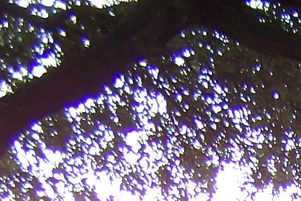 Image of a blurry photo of light coming through tree leaves, possibly indicating a scenario where a Kodak EasyShare Z710 camera was used in suboptimal lighting conditions or with incorrect focus settings.