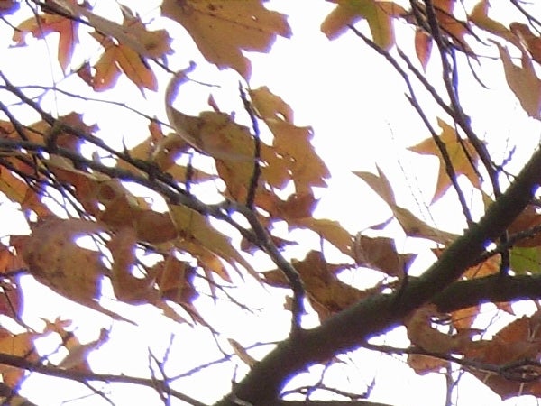 A photograph capturing the detail and color of autumn leaves against a bright overcast sky, possibly taken with a Ricoh Caplio R5 camera showcasing its zoom capabilities and color reproduction.