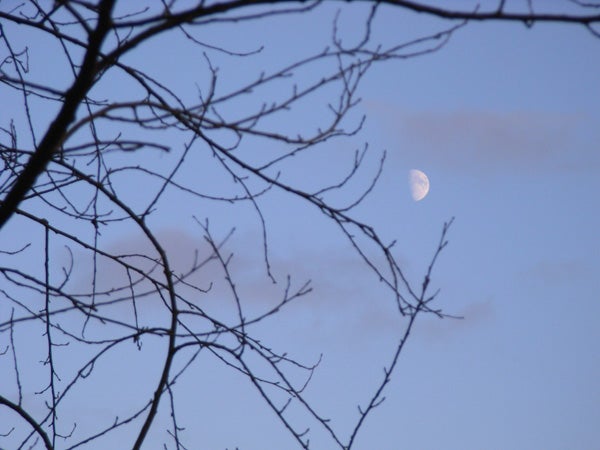 A photograph depicting a twilight sky with a crescent moon visible between bare tree branches, demonstrating the zoom capabilities of the Ricoh Caplio R5 camera.