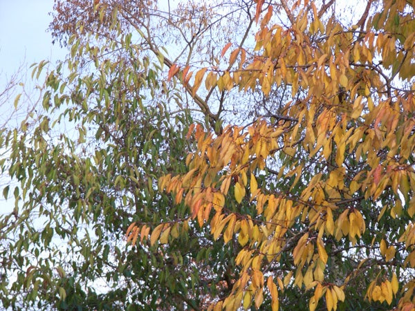 Photograph of autumn leaves with varying shades of green, yellow, and orange taken with a Ricoh Caplio R5 showcasing the camera's color capture capabilities.