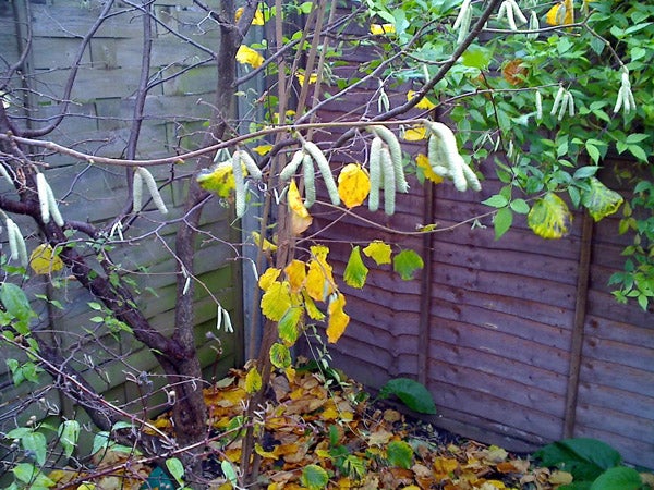 This image depicts a garden scene with a wooden fence and various foliage including a tree with yellowing leaves and catkins hanging from the branches, as well as fallen leaves on the ground.