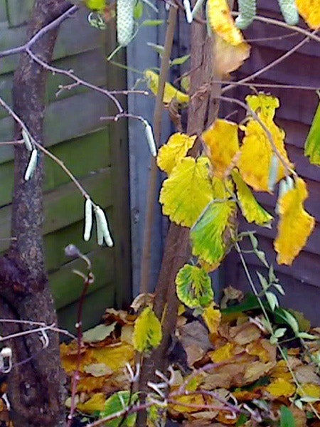 Image of autumn leaves in yellow and green hues with bare tree branches, likely taken with a Motorola MOTOKRZR K1 camera, illustrating the phone's image quality.