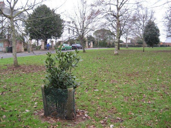 A young tree protected by a wire mesh in a grassy park with scattered leaves, trees in the background, and a car parked beside a road under an overcast sky.