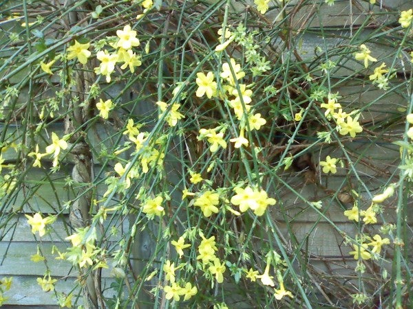 The image provided does not appear to be related to the Samsung SGH-Z560 on T-Mobile or its product review, performance, or perspective. The image shows a cluster of yellow flowers on green stems with a wooden surface in the background, likely a fence or wall.