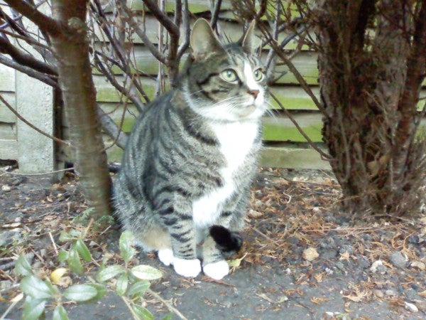 Tabby cat sitting outdoors on a patch of soil looking alert.