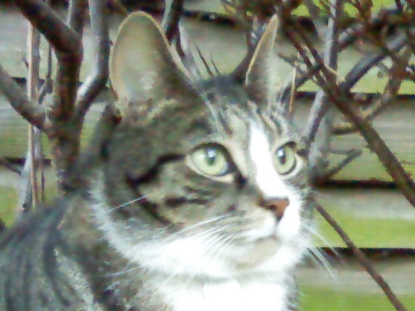 Close-up of a tabby cat with green eyes staring intently to the side, with a background of blurred branches.
