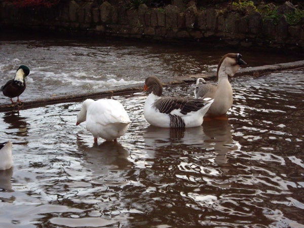 A high-resolution photograph showing three waterfowl—two geese and one duck—in a pond, with the geese positioned in the center and the duck to the left, taken with a Pentax Optio T20 camera.
